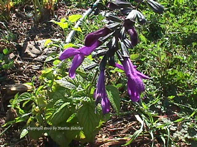 Salvia Purple Majesty