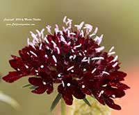 Scabiosa Black Knight, Black Knight Pincushion Flower