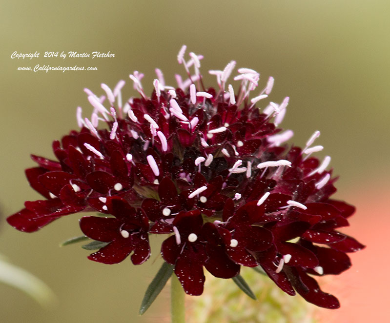 Scabiosa atropurpurea Black Knight, Black Knight Pincushion Flower