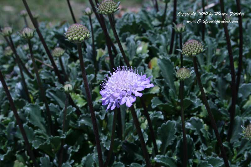 Scabiosa farinosa, Dwarf Pincushion Flower