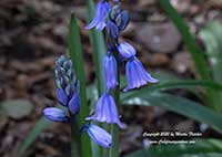 Hyacinthoides hispanica, Spanish Bluebell, Wood Hyacinth