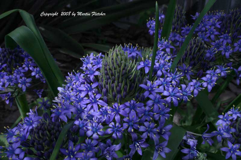 Scilla peruviana, Peruvian Lily