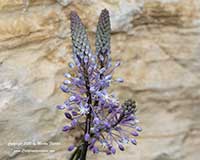 Scilla scilloides, Chinese Squill