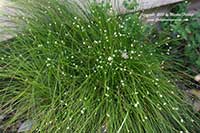 Scirpus cernuus, Fiberoptic Grass, Low Bulrush