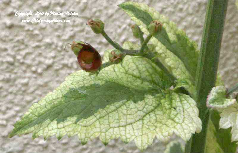 Scrophularia auriculata variegata, Variegated Water Figwort