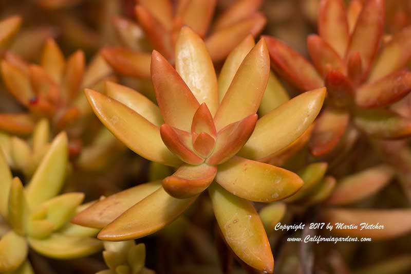 Sedum adolphii, Golden Sedum, Adolph's Sedum