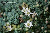 Sedum dasyphyllum, Corsican Stonecrop, Blue Tears Stonecrop