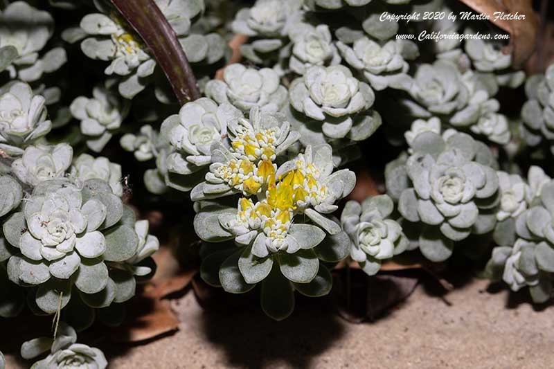 Sedum spathulifolium Cape Blanco, Cape Blanco Stonecrop