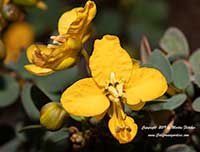 Cassia purpusii, Baja California Senna
