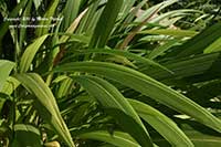 Setaria palmifolia, Palm Grass