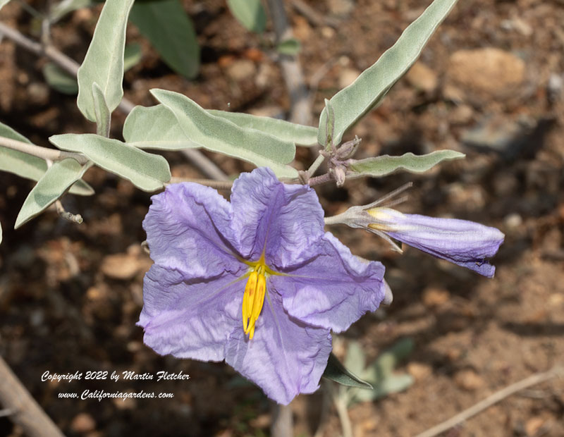 Solanum hindsianum, Hind's Nightshade, Sonoran Nightshade, Mariola
