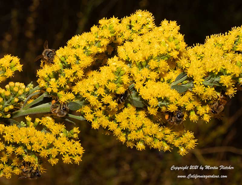 Honey Bees on California Goldenrod