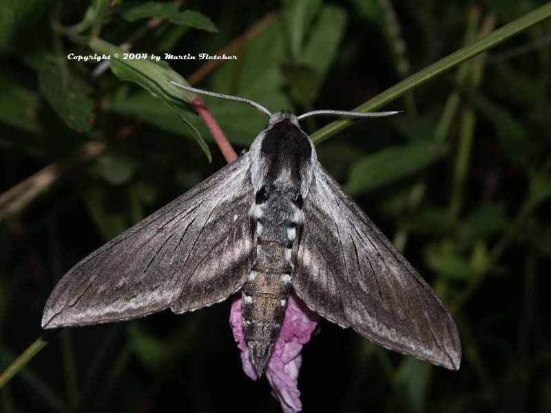 Great Ash Sphinx, Sphinx chersis