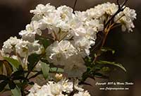 Spiraea cantoniensis, Bridal Wreath Spiraea, Reeve's Spiraea