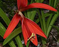 Sprekelia formosissima, Aztec Lily