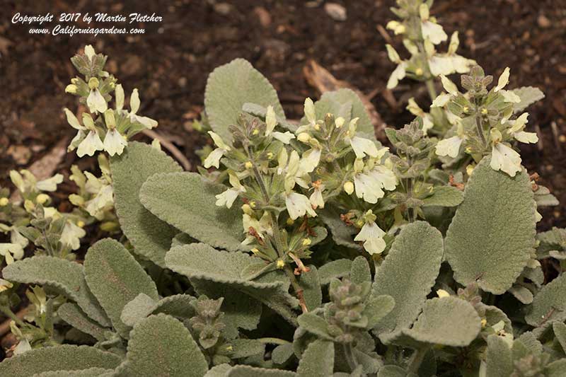 Stachys chrysantha, Yellow Stachys