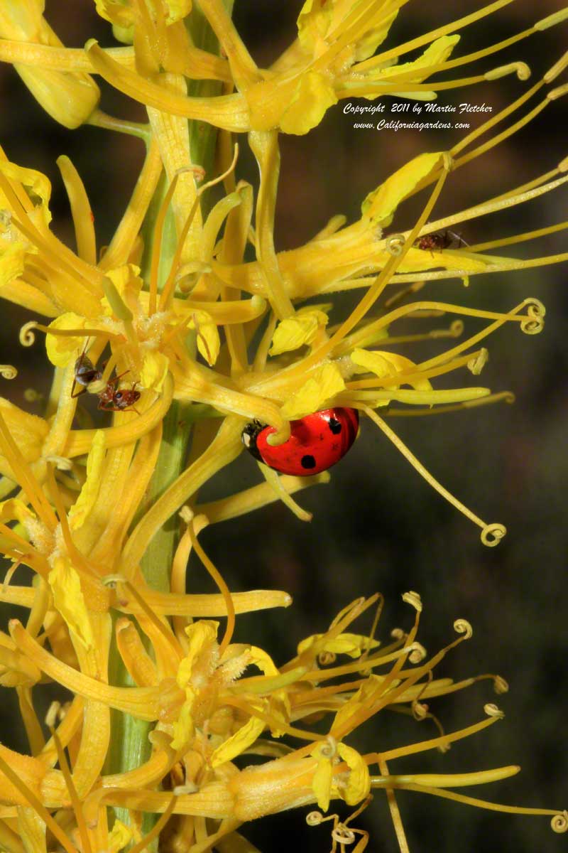 Stanleya pinnata, Prince's Plume