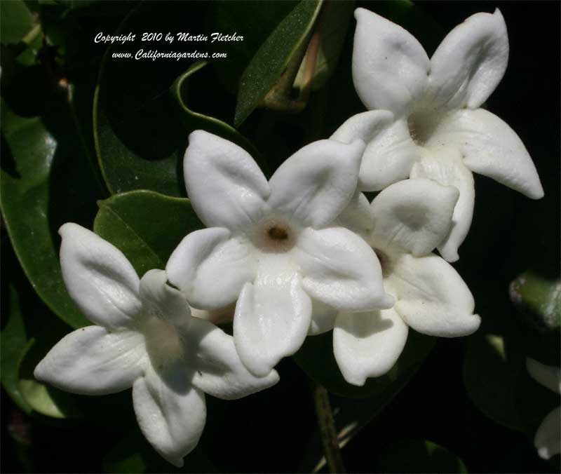 Stephanotis floribunda, Madagascar Jasmine