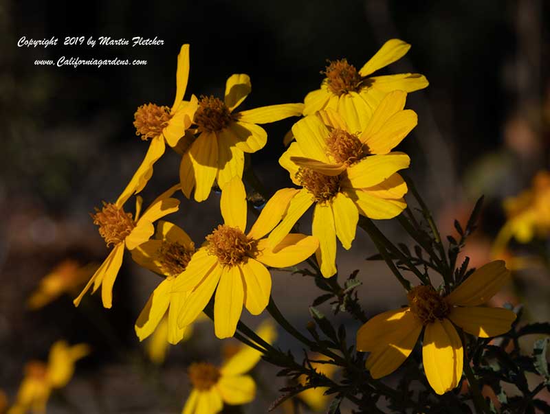 Tagetes lemmonii, Bush Marigold