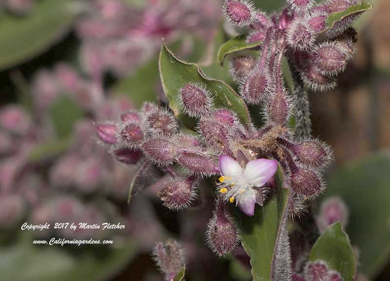 Tradescantia blossfeldiana, Flowering Inch Plant