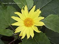 Venegasia carpesioides, Canyon Sunflower