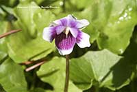 Viola hederacea, Ivy Leaf Violet