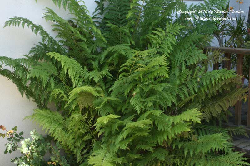 Woodwardia fimbriata, Giant Chain Ferns