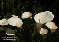 Zantedeschia aethiopica, Calla Lily