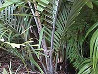 Arenga engleri, Dwarf Sugar Palm, Formosa Palm