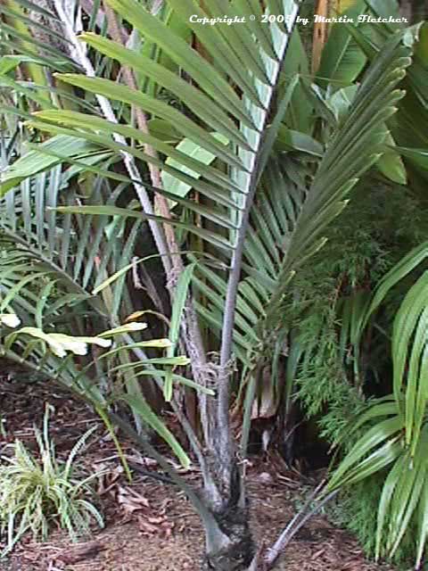 Arenga engleri, Dwarf Sugar Palm