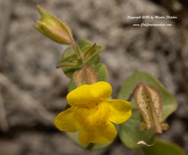 Mimulus guttatus, Seep Monkeyflower, Yellow Monkey Flower, Golden Monkey Flower