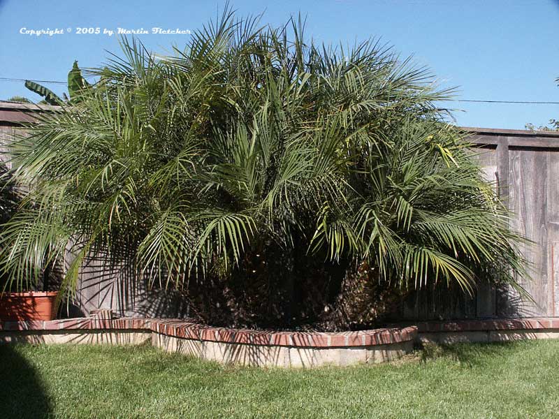 Phoenix roebelenii, Pygmy Date Palm