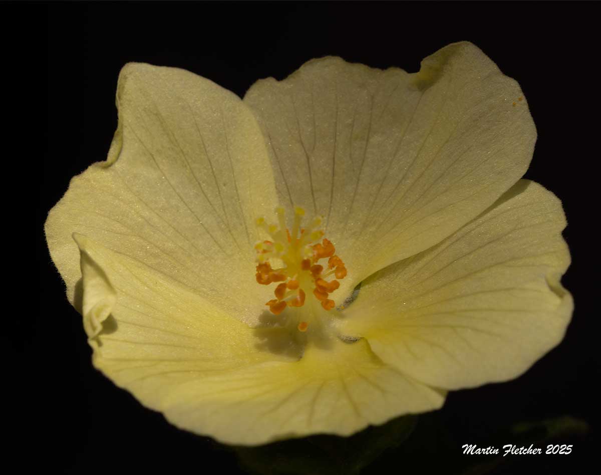 Pavonia praemorsa, Yellow Mallow