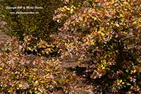 Abelia grandiflora Francis Mason, Francis Mason Abelia