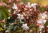 Abelia grandiflora, Glossy Abelia