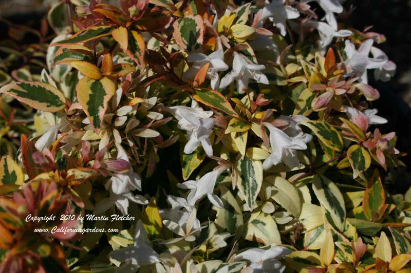 Abelia Kaleidoscope