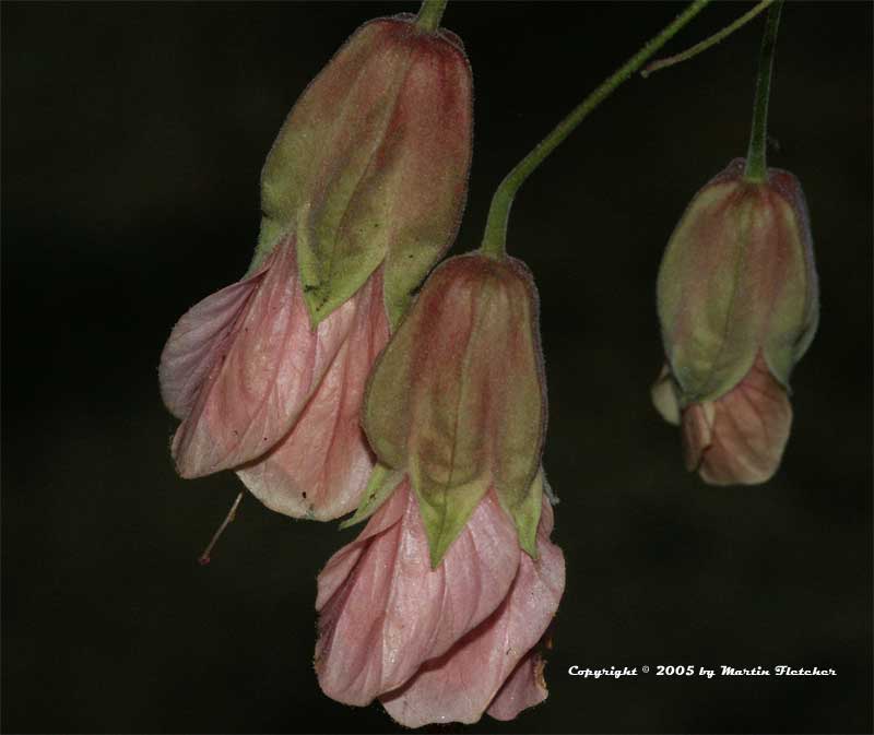 Abutalon Seashell, Seashell Chinese Lantern