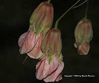 Abutilon Seashell, Seashell Abutilon