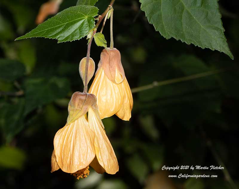 Abutilon Mango Cheesecake, Mango Cheesecake Chinese Lantern