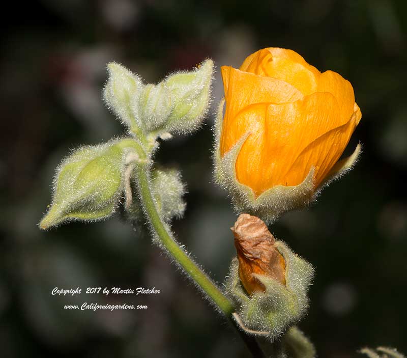 Abutilon palmeri, Indian Mallow