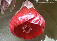 Abutilon Red, Red Abutilon