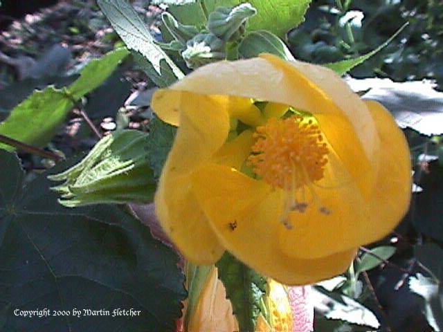 Abutalon hybridum yellow, Yellow Abutilon