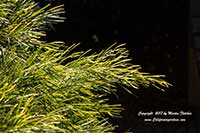 Acacia Cousin Itt, Little River Wattle