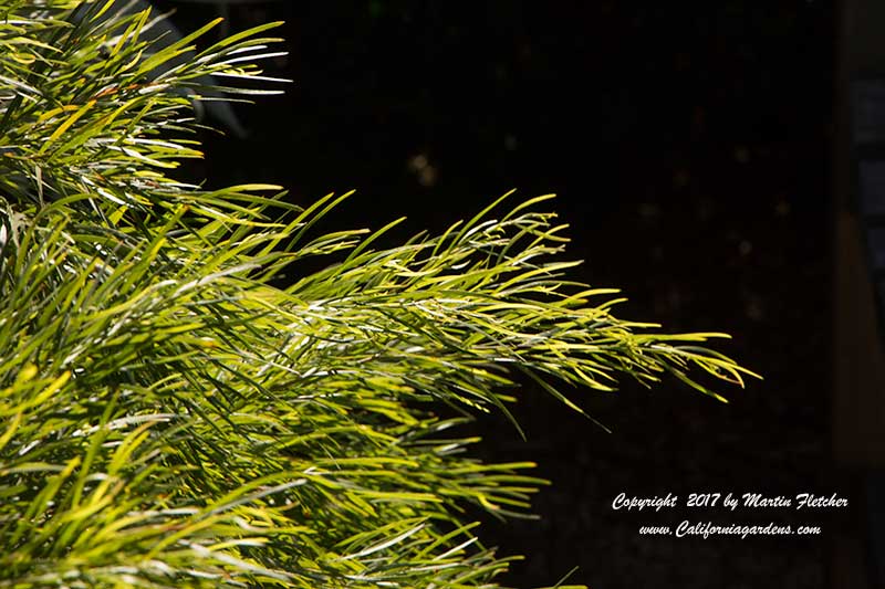 Acacia Cousin Itt, Little River Wattle