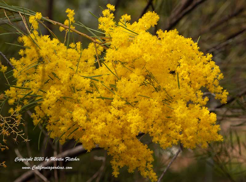 Acacia boormanii, Snowy River Wattle