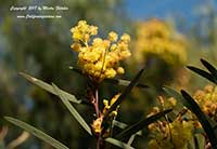 Snowy River Wattle, Acacia boormanii