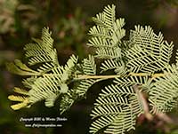 Acacia chinchillensis, Chinchilla Wattle