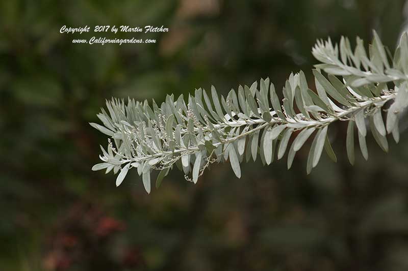 Acacia covenyi, Blue Bush Acacia