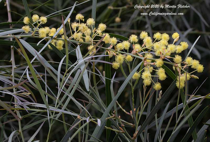 Acacia iteaphylla, Willow Wattle, Flinder's Range Wattle