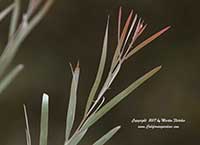 Acacia iteaphylla, Willow Wattle, Flinder's Range Wattle